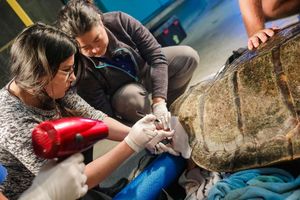 Verletzte Schildkröte während der Operation (Foto: universityofcalifornia.edu)