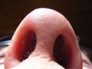 Nase: Bereits einfacher Abstrich reicht als Virentest (Foto: pixelio.de, R. B.)