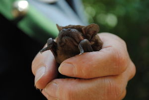 Fledermaus: Sie dient als Vorbild für neue Technik (Foto: Chritha, pixelio.de)