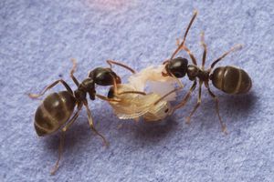 Ameisen mit Puppe: Nach Infektion folgt Mord (Foto: Christopher Pull, ist.ac.at)