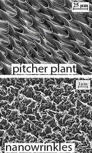 Oberfläche der Kannenpflanze (oben) und der Beschichtung (Foto: sydney.edu.au)