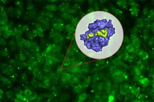 Peptid dringt gezielt in die Krebszelle ein (Bild: Chelsea Turner, web.mit.edu)