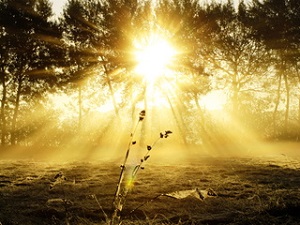 Sonnenlicht wird einfacher nutzbar (Foto: uschi dreiucker, pixelio.de)