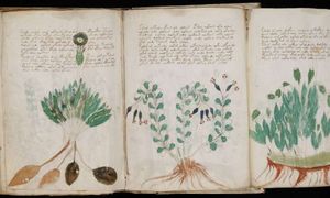 Voynich-Manuskript: Schriftstück im Bestand der Yale University (Foto: yale.edu)