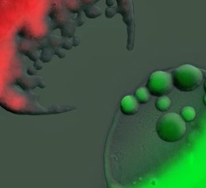 Bakterienkolonien im Kampf gegeneinander (Foto: Kevin Foster, Despoina Mavridou) Bakterienkolonien im Kampf gegeneinander (Foto: Kevin Foster, Despoina Mavridou)