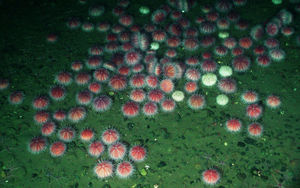 Pinkfarbene Seeigel: Alternative zum großen Bruder (Foto: noaa.gov, Ed Bowlby) Pinkfarbene Seeigel: Alternative zum großen Bruder (Foto: noaa.gov, Ed Bowlby)