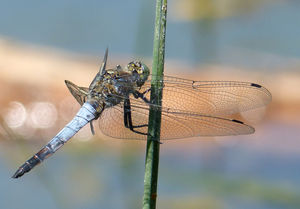 Großer Blaupfeil (Orthetrum cancellatum) (© Andreas Chovanec)