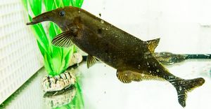 Nilhecht im Versuchsbecken: Stromschläge für die Liebe (Foto: Karla Fritze)