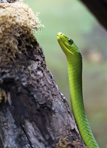 Grüne Mamba: Unbewusste Überwindung möglich (Foto: Michael Lorenzet, pixelio.de)