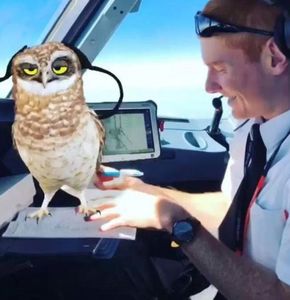 Copilot: Snapchat-Eule während des Fluges (Foto: instagram.com/pilot_flyingnut)