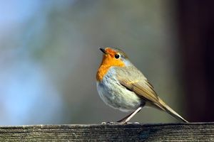 Rotkehlchen: Singvogel-Gene auf Mensch übertragbar (Foto: pixelio/Peter Bohot)