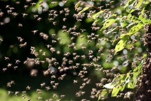 Bienenschwarm: Vorbild für die Erkundung des Mars (Foto: w.r.wagner, pixelio.de)