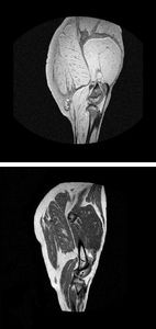 MRT-Bilder von rohem (oben) und geräuchertem Schinken (Bilder: unex.es)