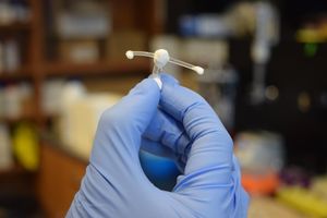 Implantat: Dieses soll die Aktivität der T-Zellen eindämmen (Foto: uwaterloo.ca)
