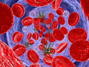 Blutgefäß: Antioxidans verjüngt es merklich (Foto: pixelio.de, Maurus Völkl)