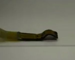 Neuer Softroboter: Innovation auf diesem Forschungsgebiet (Foto: uh.edu)