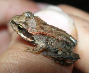 Waldfrosch: Friert ein und lebt später weiter (Foto: pixelio.de, Wally Kugler)