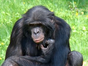 Schimpanse: Er ernährt sich besser als der Mensch (Foto: pixelio.de, Matzi55)