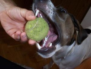 Beißen: Videos verraten Forschern viel (Foto: Martina Taylor, pixelio.de) Beißen: Videos verraten Forschern viel (Foto: Martina Taylor, pixelio.de)