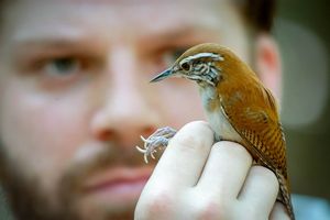 Zaunfink: Überleben von Temperatur abhängig (Foto: uwindsor.ca, Dale Morris)