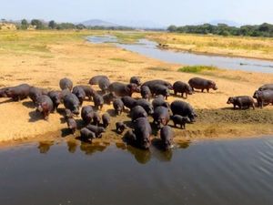 Nilpferde: Dung beeinflusst Artenvielfalt (Foto: ucsb.edu, Keenan Stears)