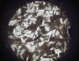 Raupen-Faser: Vorbild für Kunstfaser (Foto: N. Shi & N. Yu/Columbia Engineering)