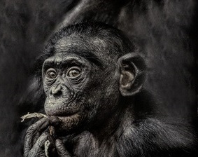Bonobo-Junges: Menschenaffen helfen sich bei Geburt (Foto: pixelio.de, Marion)