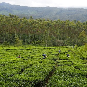 Teeplantage: meist kein gutes Arbeitsumfeld (Foto: rarestohanean, pixabay.com)