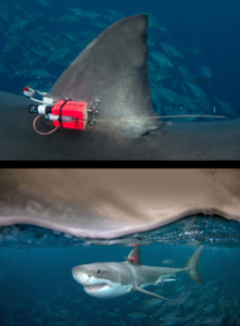 Weißer Hai mit Transponder: Touristen lenken Tiere ab (Foto: flinders.edu.au)