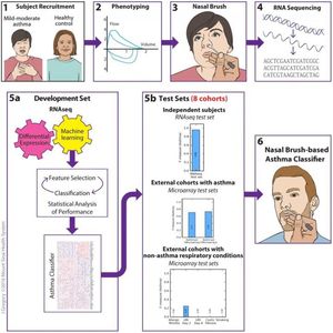 Schematische Darstellung des Asthma-Tests (Grafik: Jill Gregory, bit.ly/2t1Srx9)