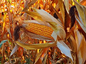 Maisfeld vor Ernte: Ernten werden schwanken (Foto: Uschi Dreiucker, pixelio.de)