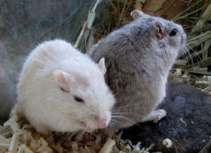 Ratten: NFO-Experimente vielversprechend (Foto: Rolf Handke/pixelio.de)