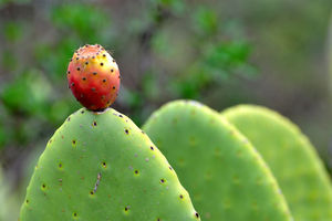 Feigenkakteen: Getrocknete Sprossen sind wertvoll (Peter Smola, pixelio.de)