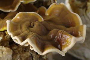 Vitalpilz Reishi (Copyright: MykoTroph)