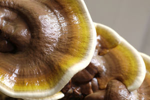 Vitalpilz Reishi (Copyright: MykoTroph)