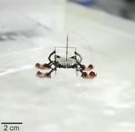 Küchenschabe diente als Vorbild für 