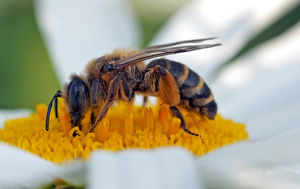 Honigbiene beim Sammeln von Blütenstaub (Foto: luise, pixelio.de)