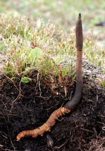 Vitalpilz Cordyceps (Copyright: Daniel Winkler)