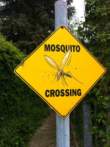 Achtung vor Moskitos: Malaria-Impfstoff in Sicht (Foto: Hans Baulig, pixelio.de)