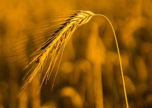 Getreide: 2018 schlechte Ernte in Niedersachsen (Foto: Oliver Mohr, pixelio.de)