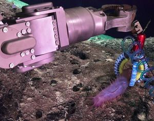 Greifer: schadet Meerestieren nicht (Foto: wyss.harvard.edu, Daniel Vogt)