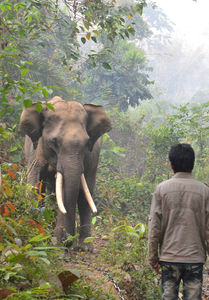 Myanmar: Elefanten helfen bei der Holzarbeit (Foto: izw-berlin.de)