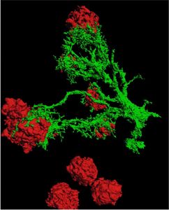Astrocytes interacting with ß-amyloid plaques (Foto: C.Humpel, MedUni Innsbruck)
