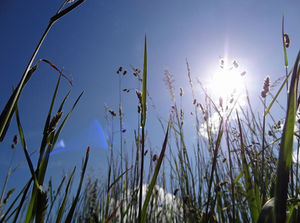 Graslandschaft als Allergen-Quelle für Asthma (Foto: Lichtkunst.73/pixelio.de)