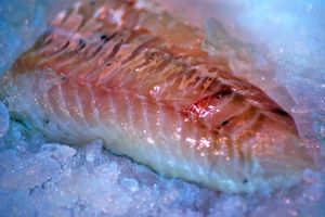 Fisch: wichtig für Entwicklung der Nervenzellen (Foto: pixelio.de/TiM Caspary)