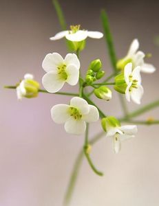 Schaumkresse: Pflanze passt sich gut an Umweltbedingungen an (uzh.ch/Lucas Mohn)