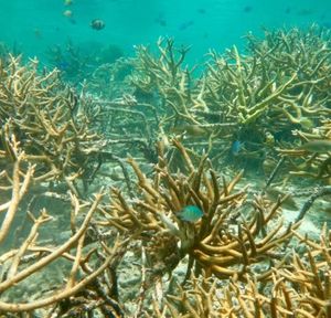 Gefährdetes Korallenriff vor Indonesiens Küste (Foto: Christine Sur/ucdavis.edu)