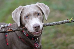 Hund: Menschen erwarten oftmals zu viel (Foto: pixelio.de, Uwe Schlick) Hund: Menschen erwarten oftmals zu viel (Foto: pixelio.de, Uwe Schlick)