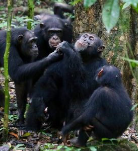 Schimpansen bei Teilen von Nahrung (Foto: Liran Samuni, Taï Chimpanzee Project)