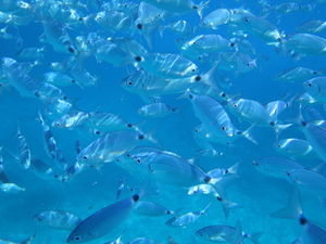 Fischschwarm: Neue Technologie registriert diese (Foto: pixelio.de, Alladin)